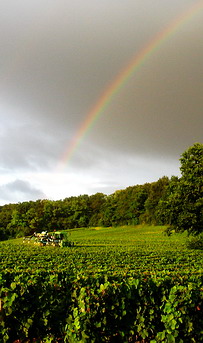 arc en ciel de la véraison 2007 - champagne